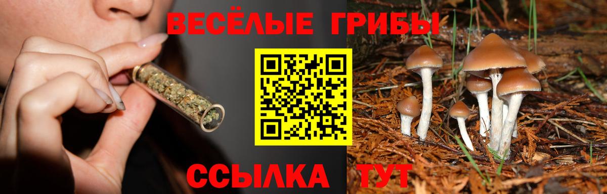 Псилоцибиновые грибы GOLDEN TEACHER Горно-Алтайск
